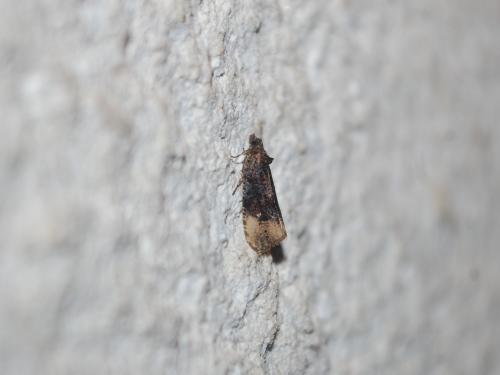 Hedya ochroleucana