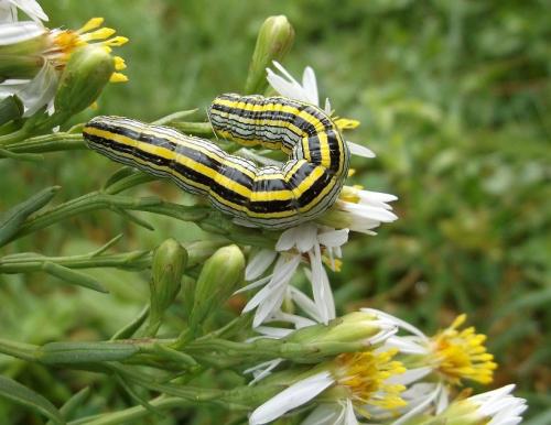Réf. 109 656 : Cucullia asteris