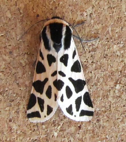 Réf. 109 092 : Cymbalophora pudica
