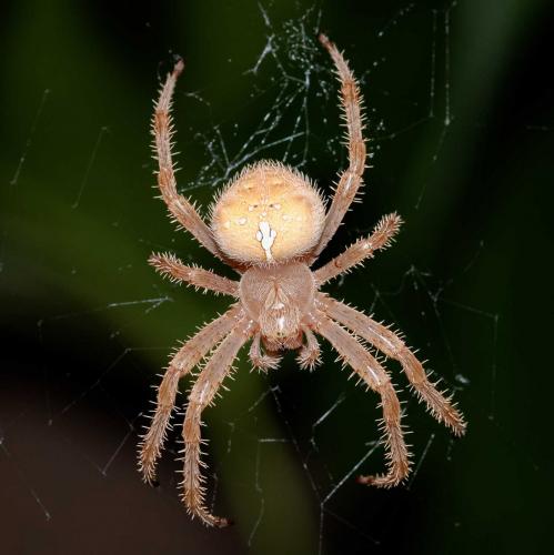 Réf. 109 838 : Araneus pallidus