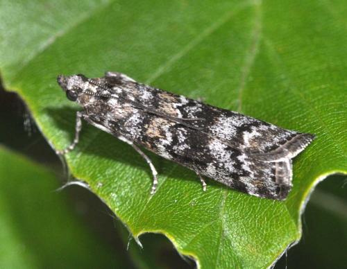 Réf. 109 543 : Dioryctria sp.