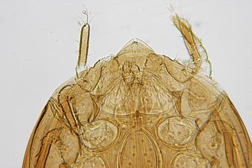 Nenteria sp.