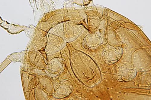 Nenteria sp.