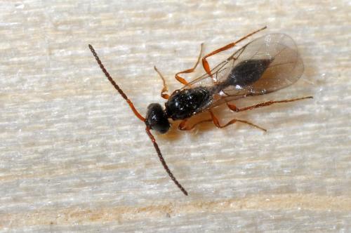 Aclista sp.