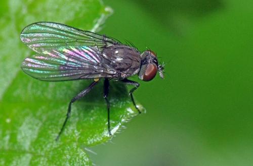 Coenosia agromyzina