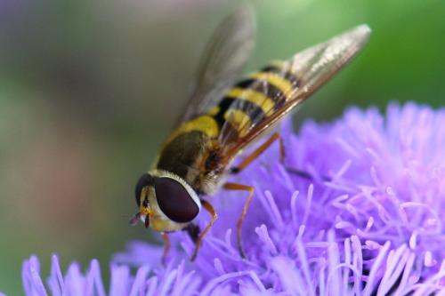 Réf. 109 983 : Syrphus ribesii