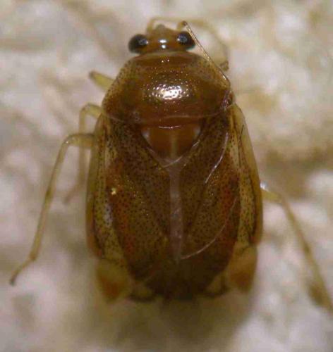 Deraeocoris lutescens