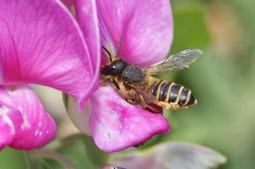 Réf. 109 053 : Megachile ericetorum