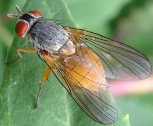 Réf. 109 649 : Pegomya sp.