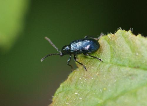 Oulema sp.
