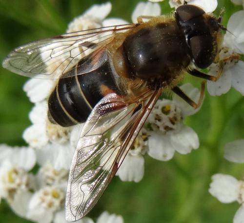 Eristalis pertinax
