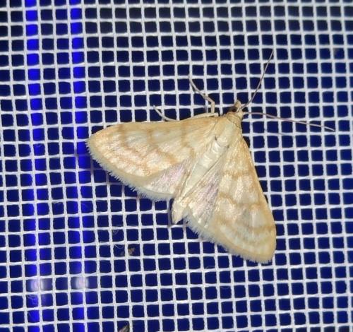 Paracorsia repandalis