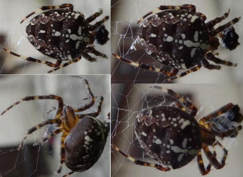 Araneus diadematus