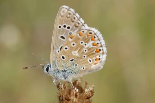 Polyommatus bellargus