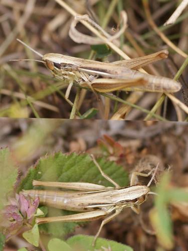 Euchorthippus declivus