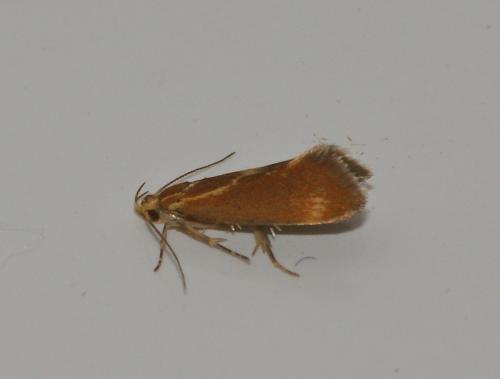 Metalampra sp.