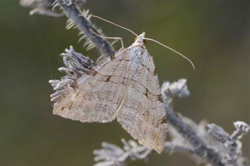 Aplocera sp.