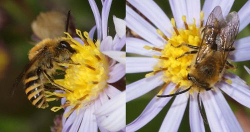 Colletes hederae