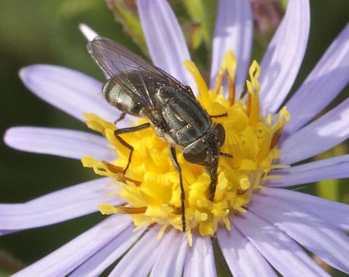 Stomorhina lunata