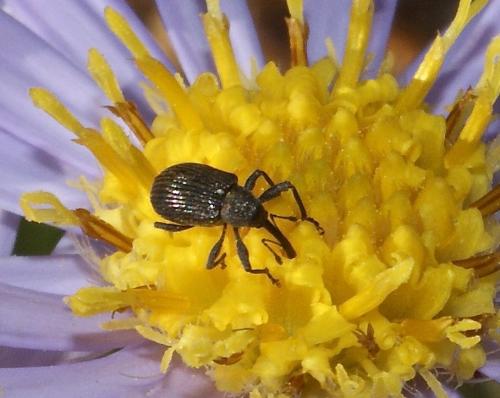 Anthonomus rubi
