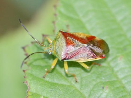 Elasmostethus sp.