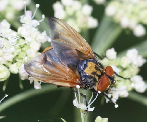 Réf. 109 567 : Phasia aurigera