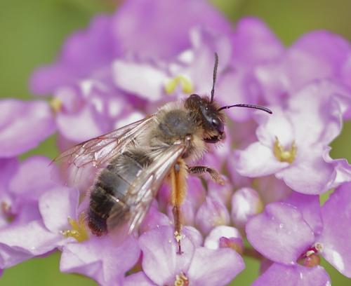 Réf. 109 980 : Andrena sp.