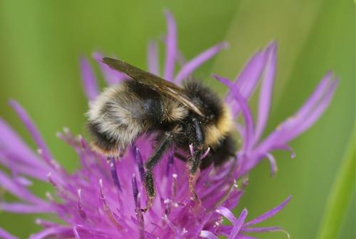 Bombus sylvestris