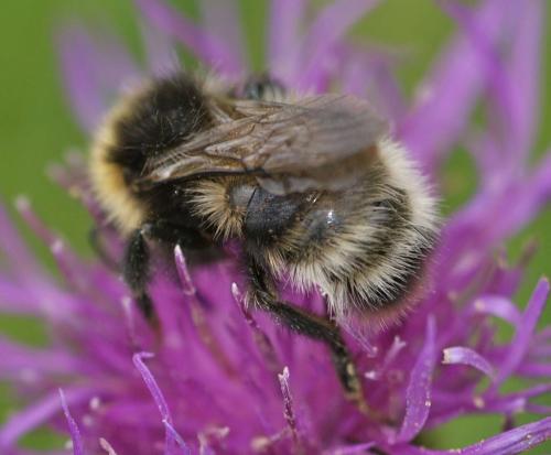 Bombus sylvestris