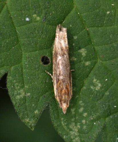 Eucosma sp.