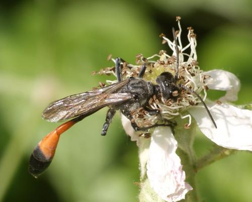Ammophila sabulosa