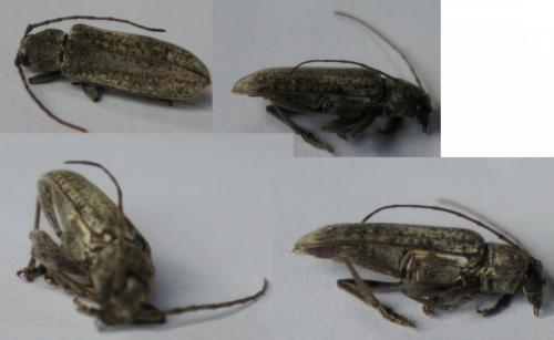 Trichoferus holosericeus