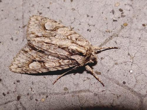 Réf. 109 652 : Meganephria bimaculosa