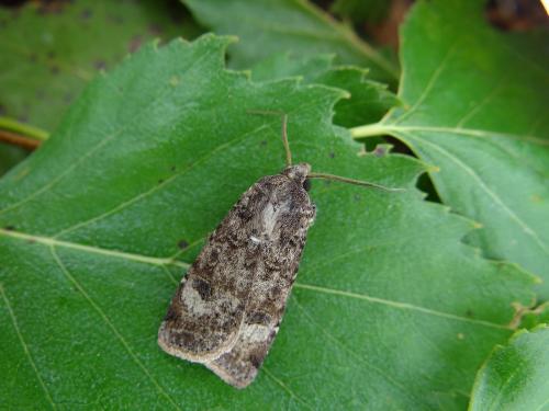 Réf. 109 729 : Agrotis trux