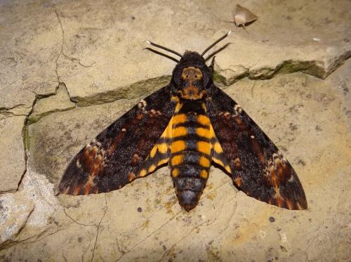 Réf. 109 852 : Acherontia atropos