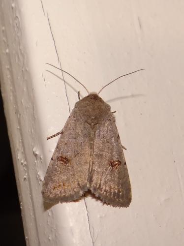 Caradrina kadenii