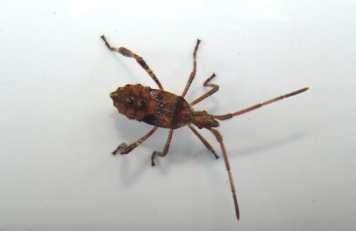 Leptoglossus occidentalis