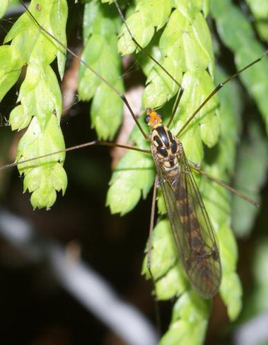 Nephrotoma flavipalpis