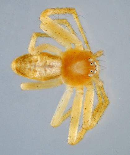 Philodromus rufus