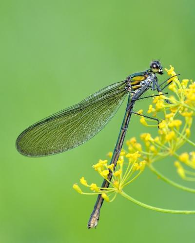 Calopteryx splendens