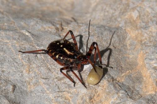 Rhynocoris sp.