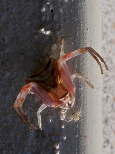 Thomisus onustus