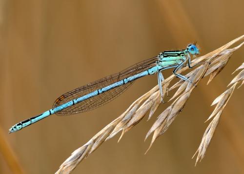 Platycnemis pennipes