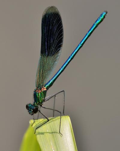 Calopteryx splendens