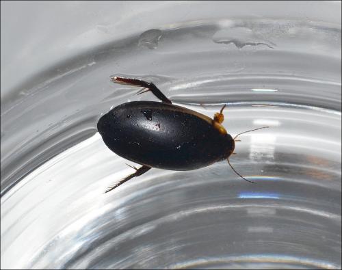 Réf. 109 294 : Hydaticus seminiger