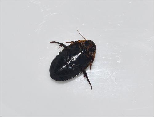 Réf. 109 295 : Hydaticus seminiger
