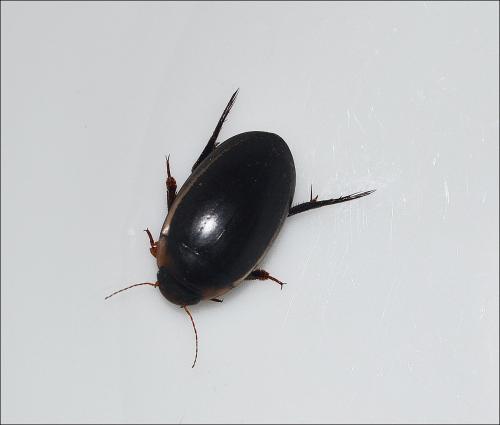 Réf. 109 296 : Hydaticus seminiger