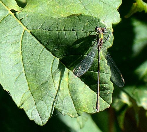 Chalcolestes viridis