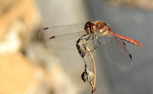 Sympetrum striolatum