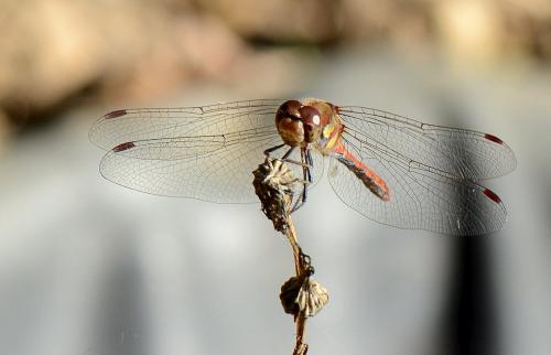 Sympetrum striolatum